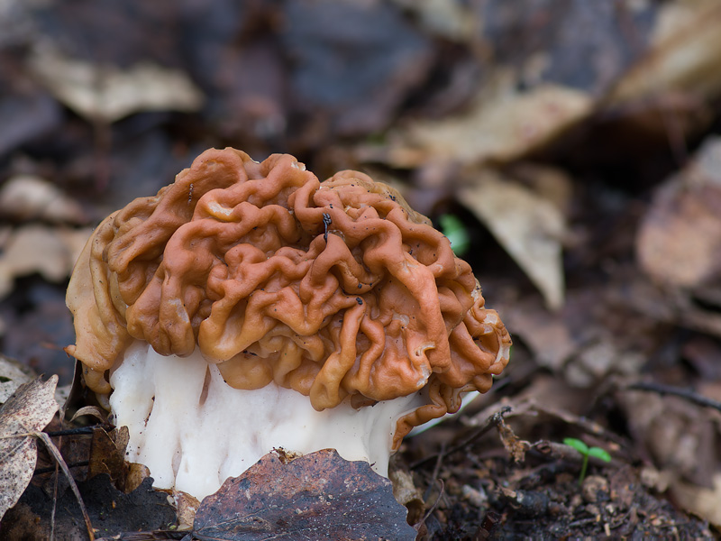 Gyromitra gigas